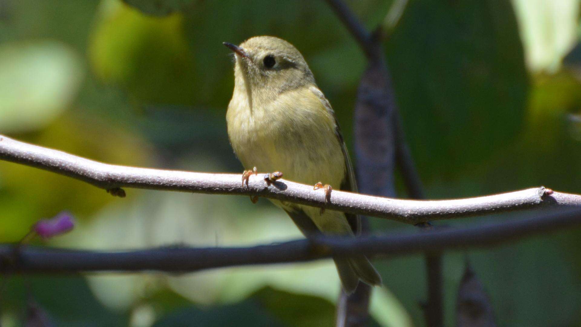 Image of goldcrests and kinglets