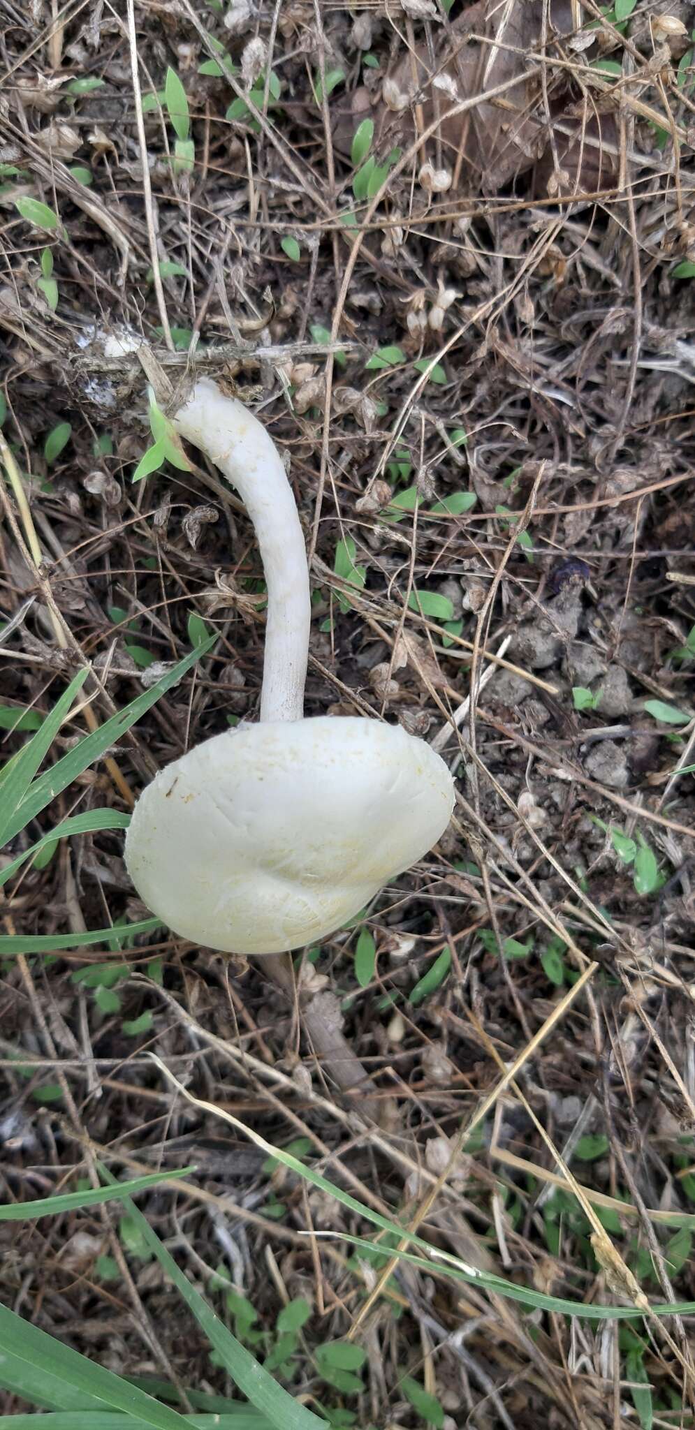 Image of Agrocybe molesta (Lasch) Singer 1978