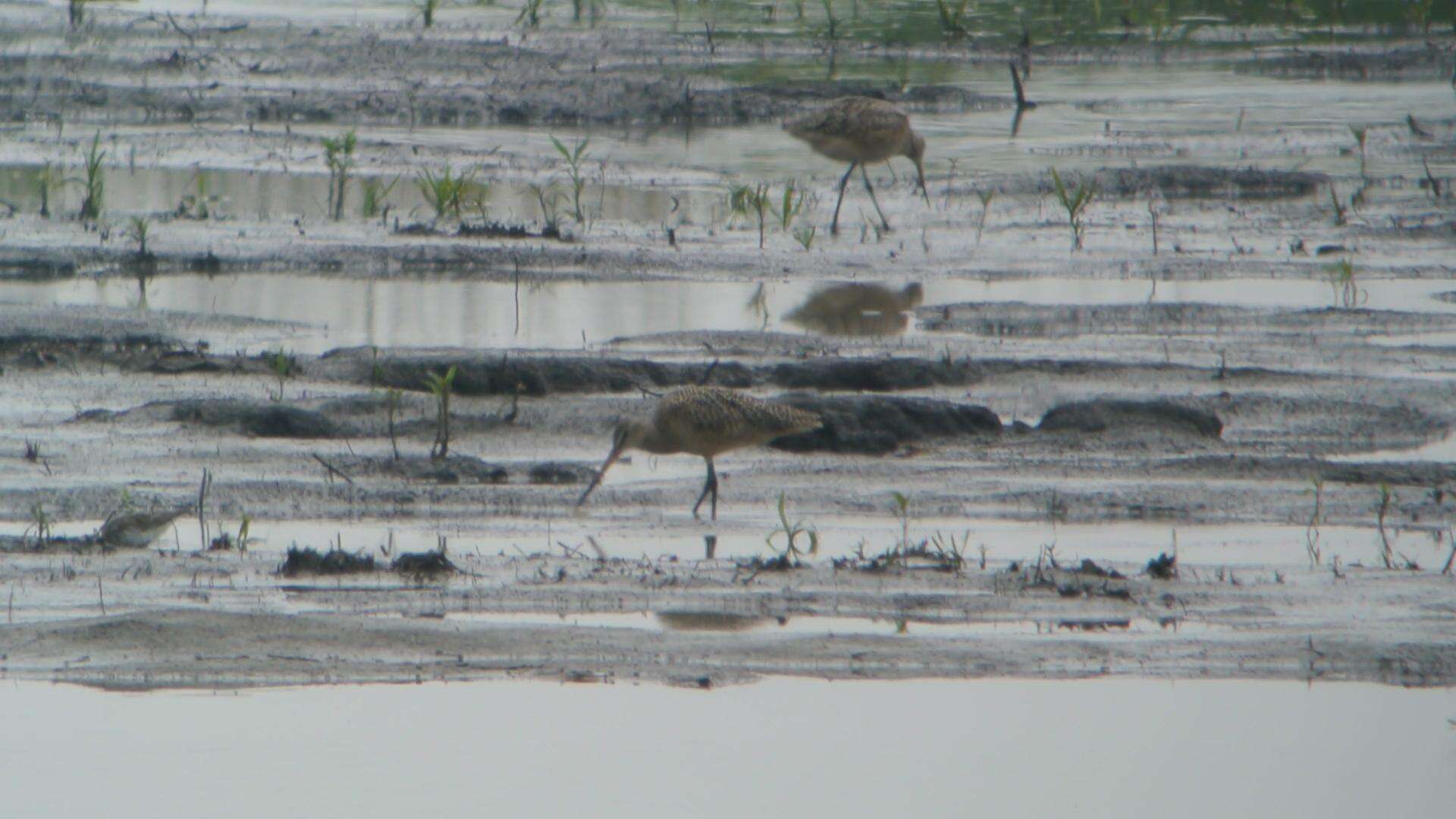 Image of Marbled Godwit