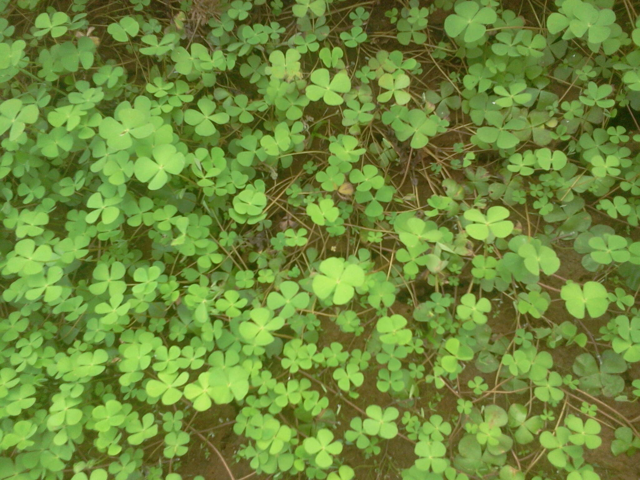 Marsilea quadrifolia L. resmi