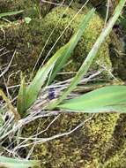 Plancia ëd Dianella sandwicensis Hook. & Arn.