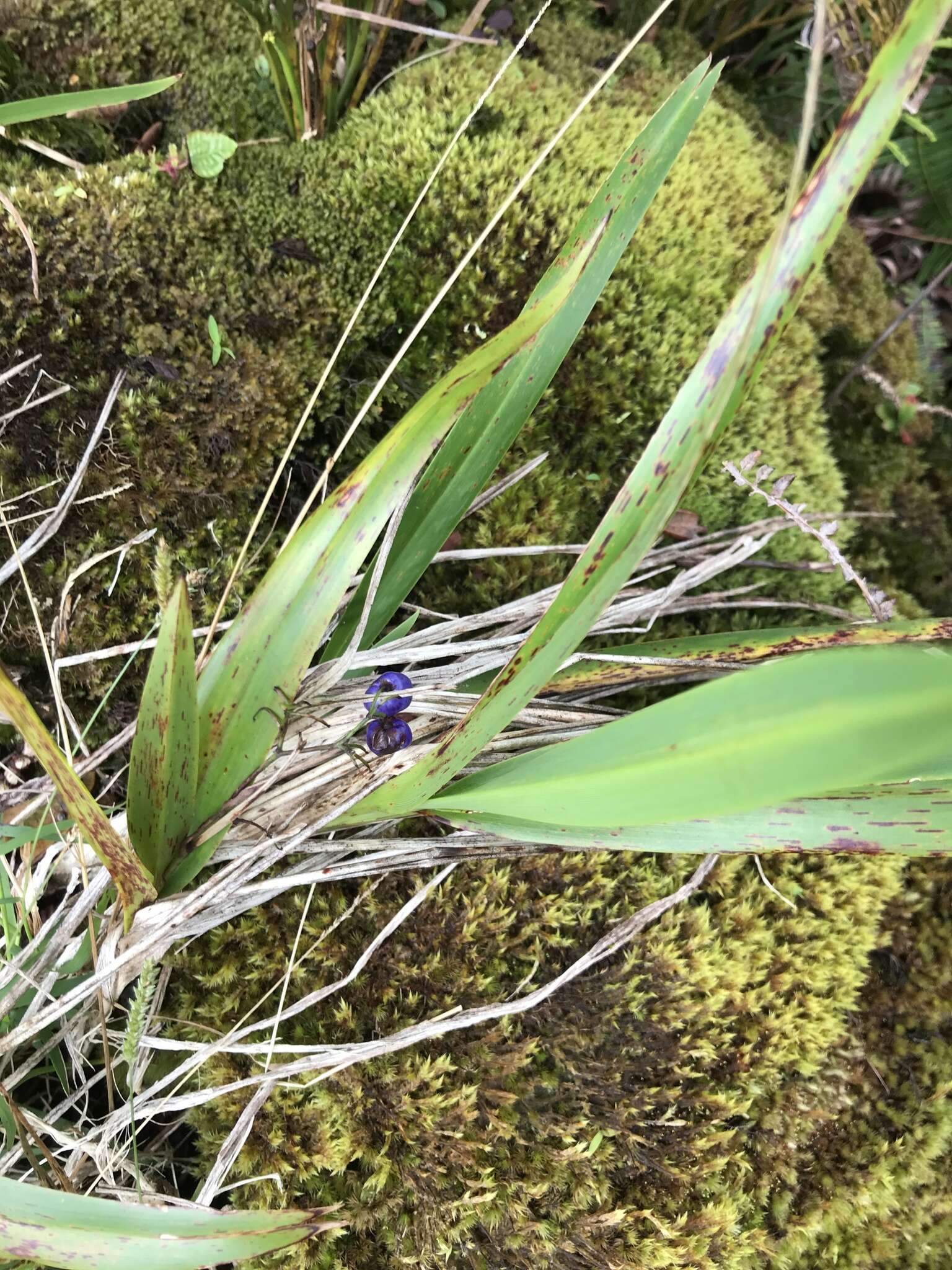 Plancia ëd Dianella sandwicensis Hook. & Arn.