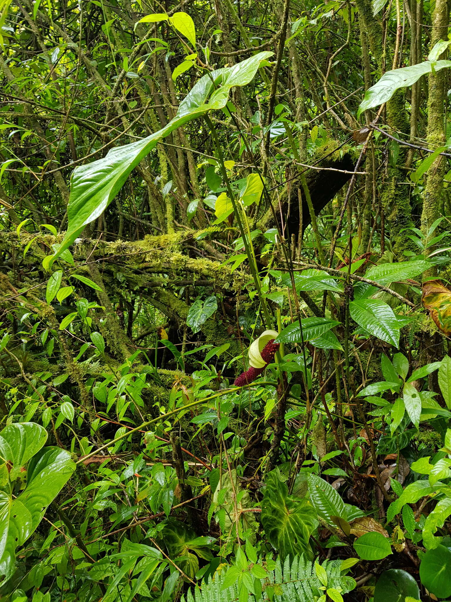 Imagem de Anthurium formosum Schott