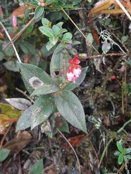 Image de Gaultheria glomerata (Cavanilles) Sleumer