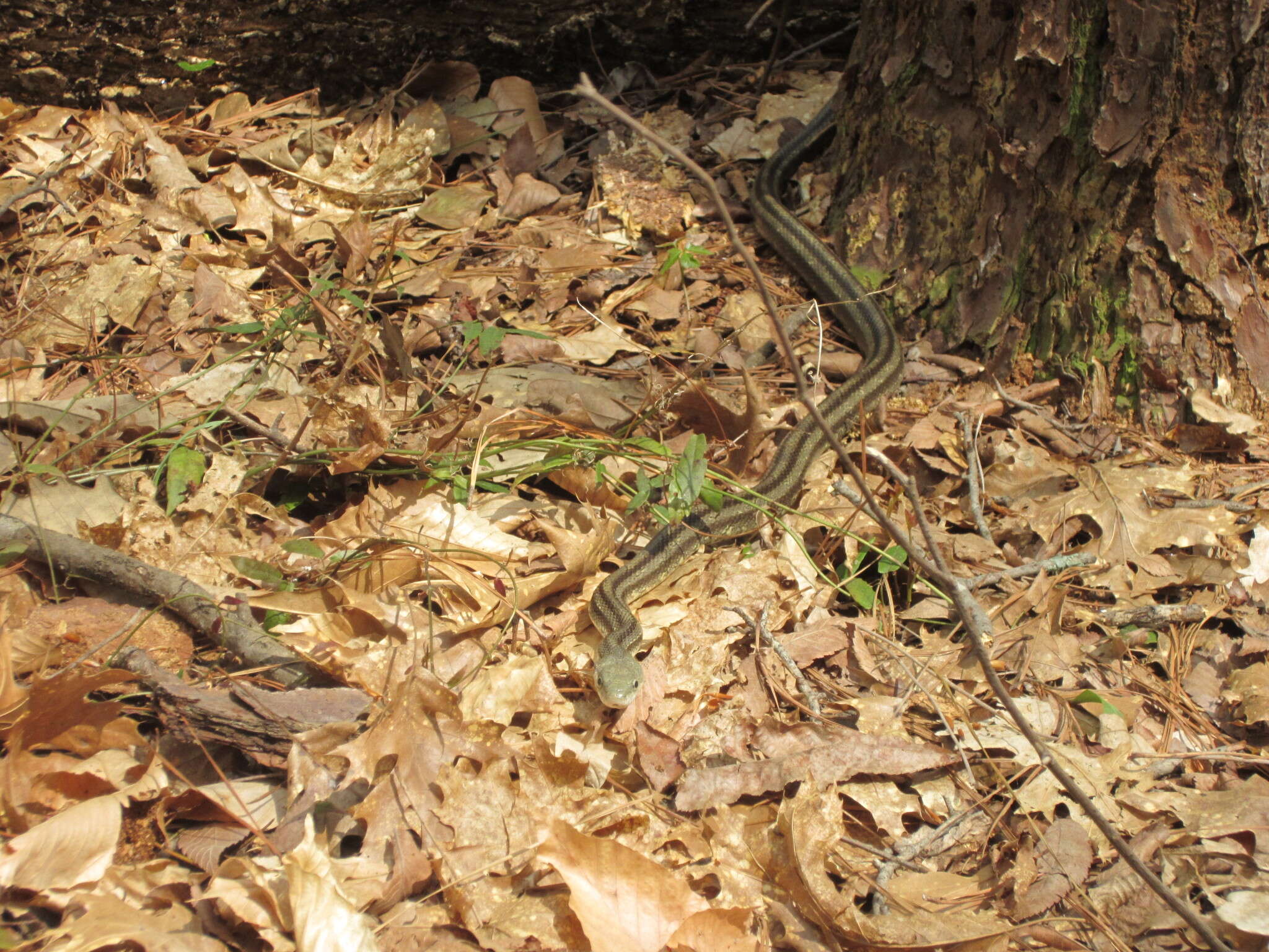 Image of Rat snakes