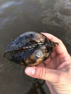 Image of Higgins' Eye Pearly Mussel