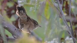 Image of Marsh Wren