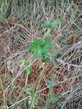 Image of New Zealand geranium