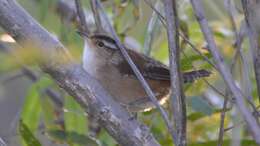 Image of Marsh Wren