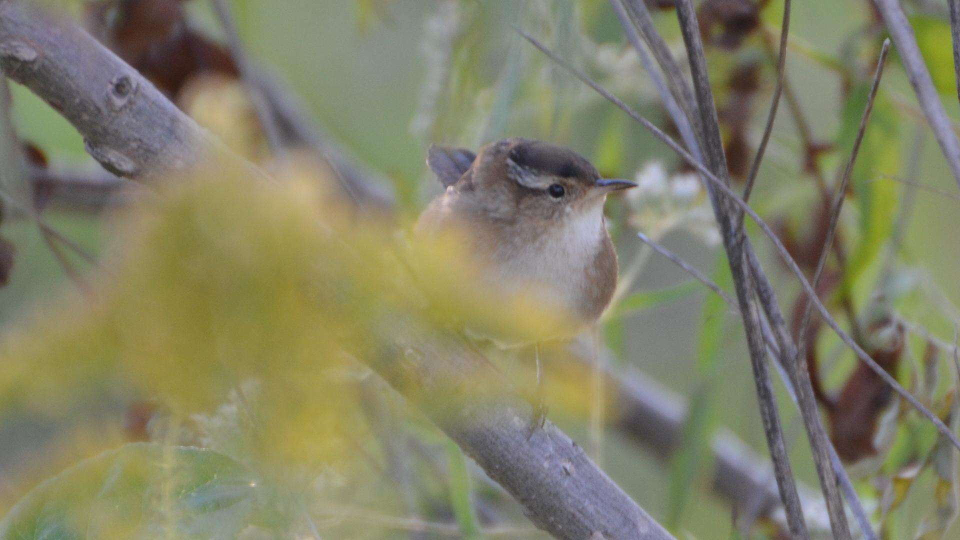 Image of Marsh Wren