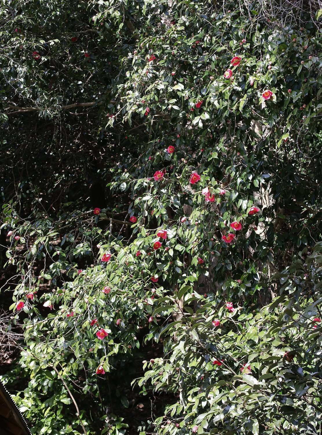 Image of camellia