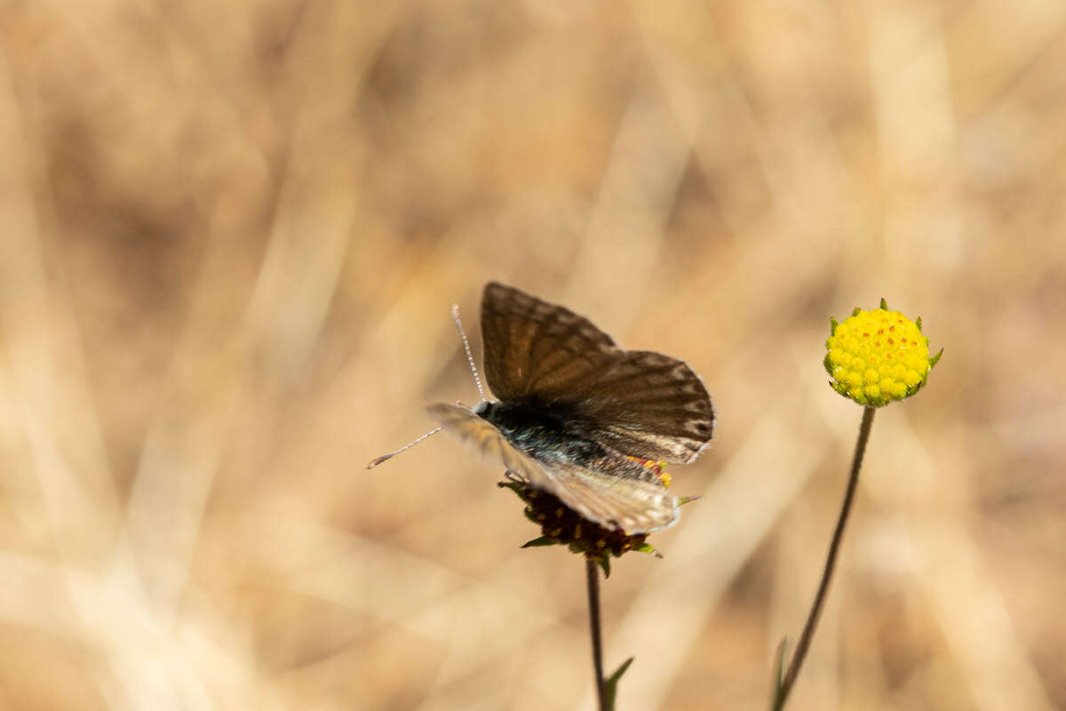 Слика од Pseudolucia chilensis (Blanchard 1852)