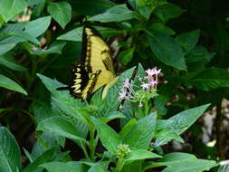 صورة Papilio astyalus Godart 1819