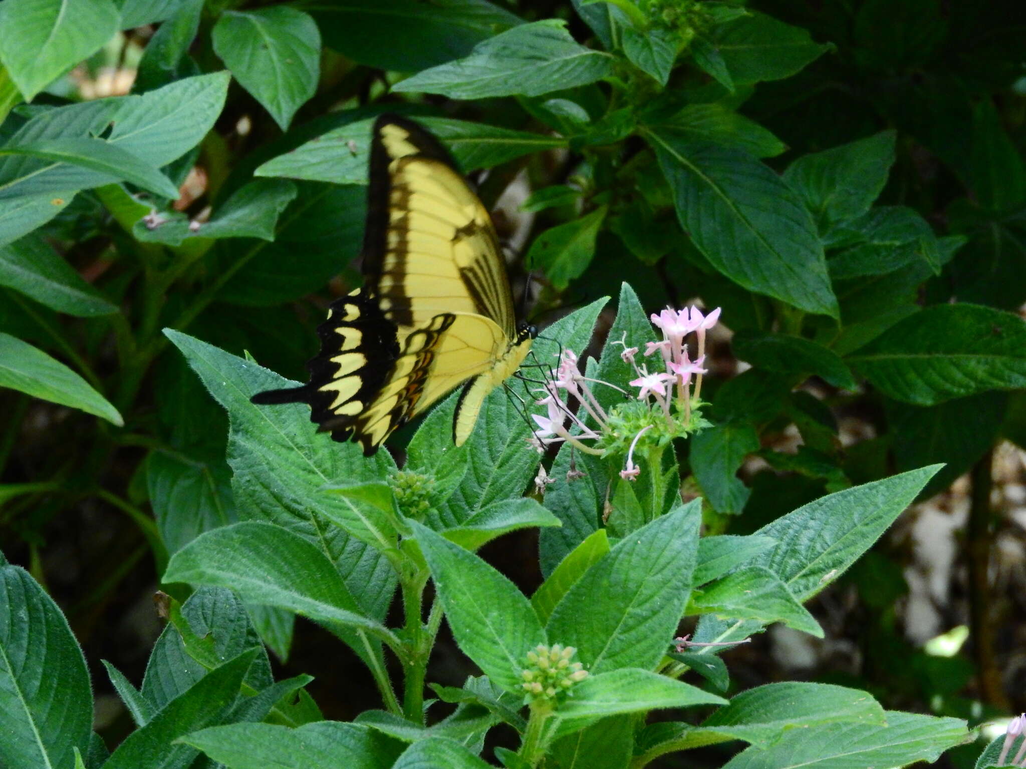 Слика од Papilio astyalus Godart 1819