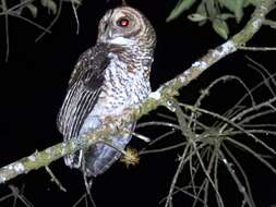 Image of Rusty-barred Owl