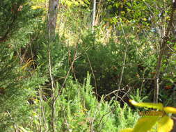 Image of Chinese Juniper