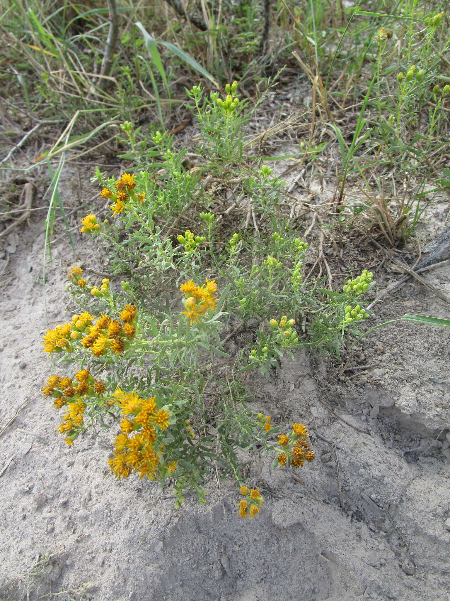 Image of Drummond's goldenbush