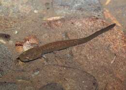 Image de Dicamptodon de l'Idaho