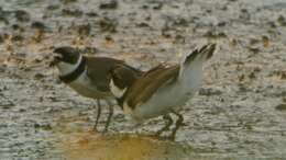 Image of Semipalmated Plover