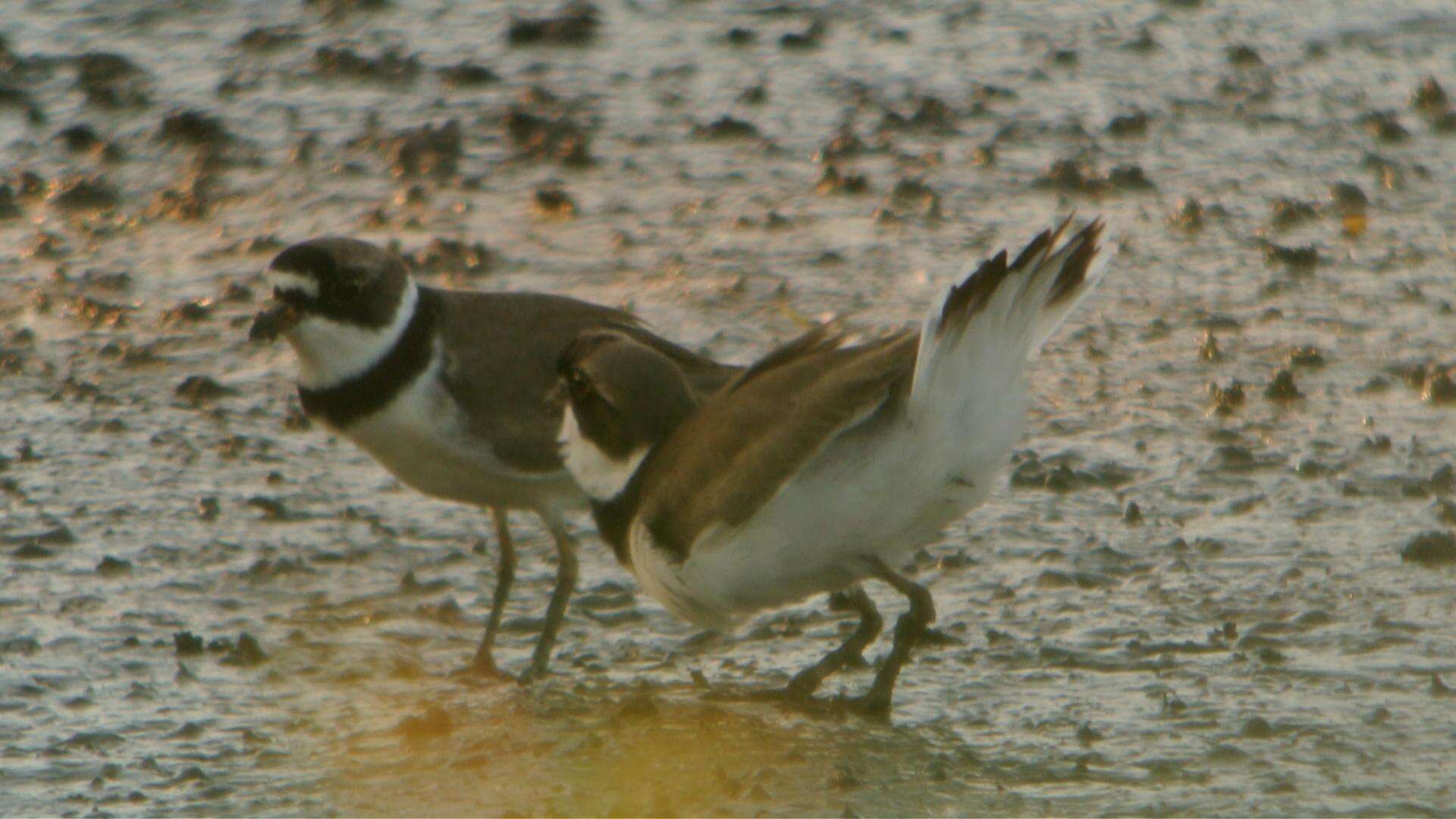 Image of Semipalmated Plover