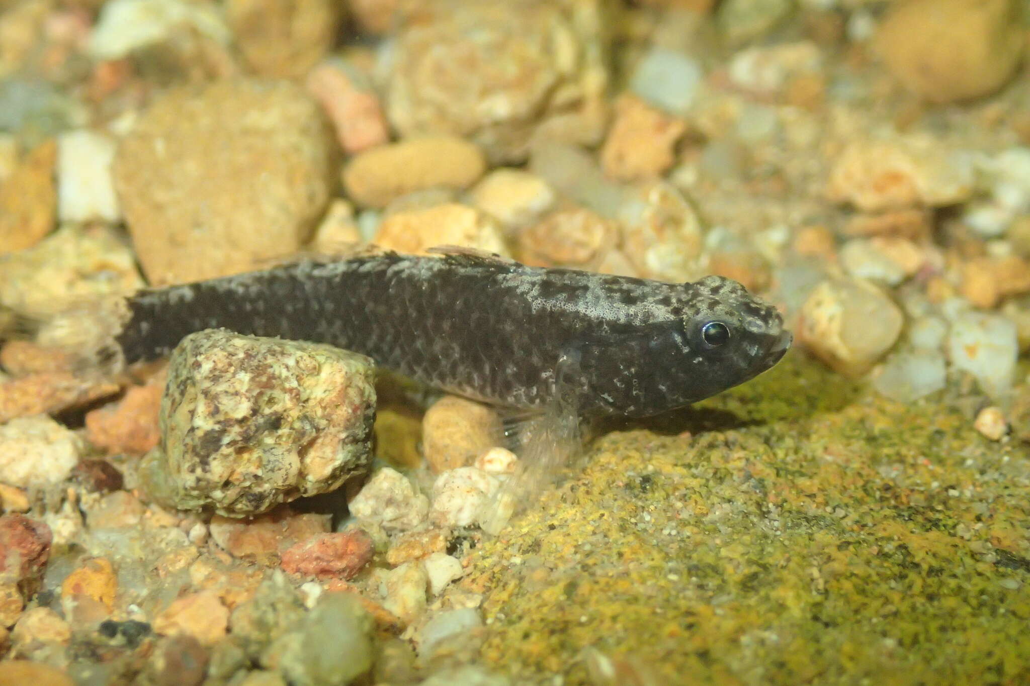 Image of Bigmouth Goby