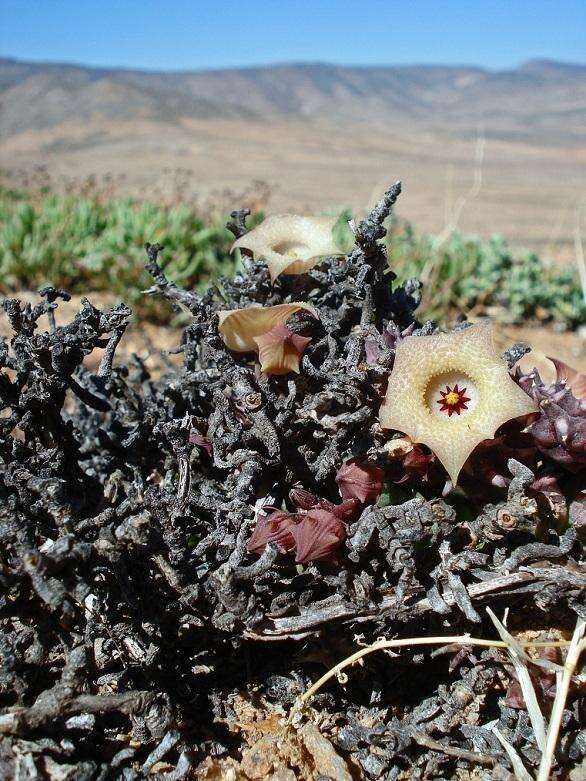 Image of Ceropegia herrei (A. C. White & B. Sloane) Bruyns