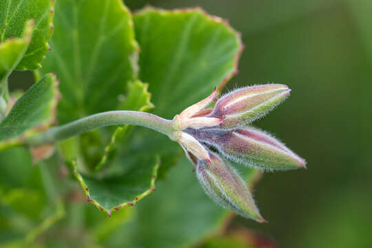 Image of Pelargonium betulinum (L.) L'Her.