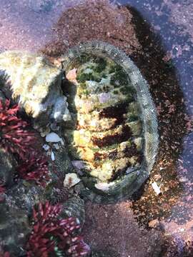 Image of smooth Panama chiton