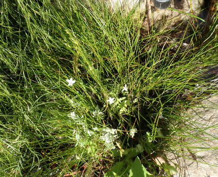 Image of Monopsis alba Phillipson