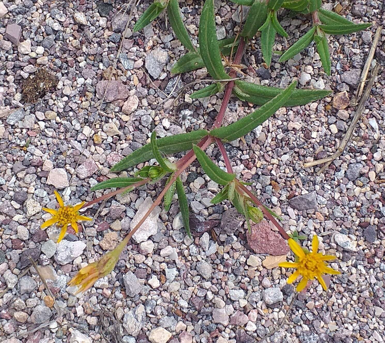 Image of Rusby's chinchweed