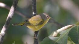 Image of Nashville Warbler