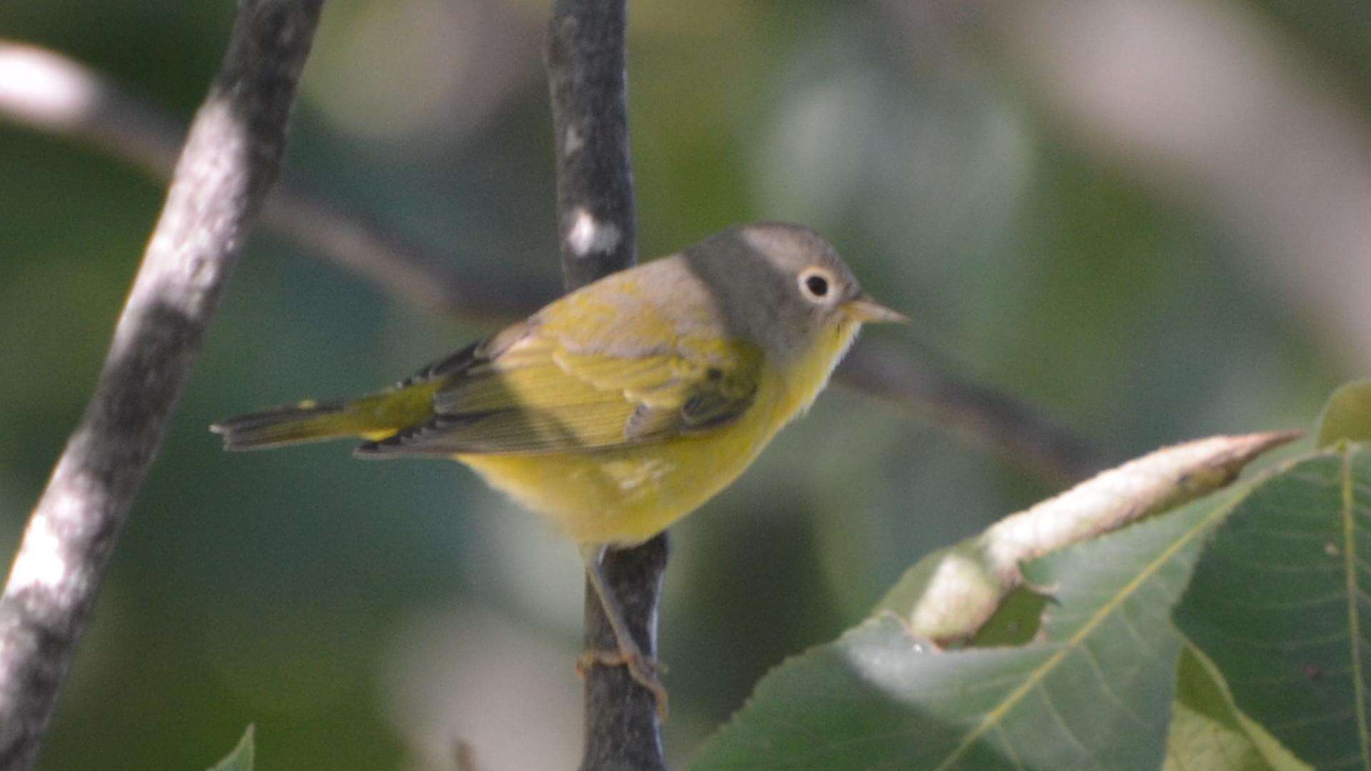 Image of Nashville Warbler