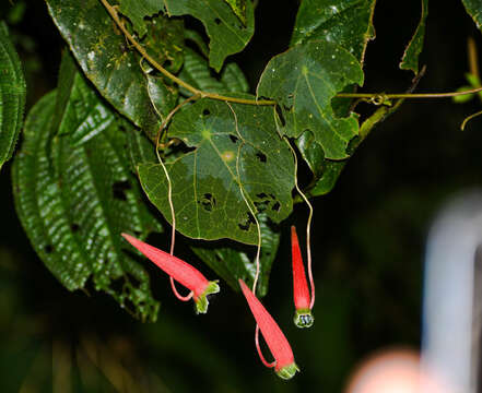 Image of Tropaeolum adpressum D. K. Hughes