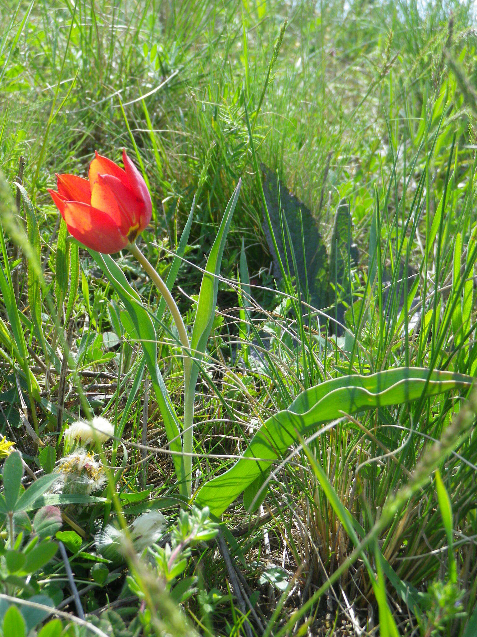 Image of Tulipa suaveolens Roth