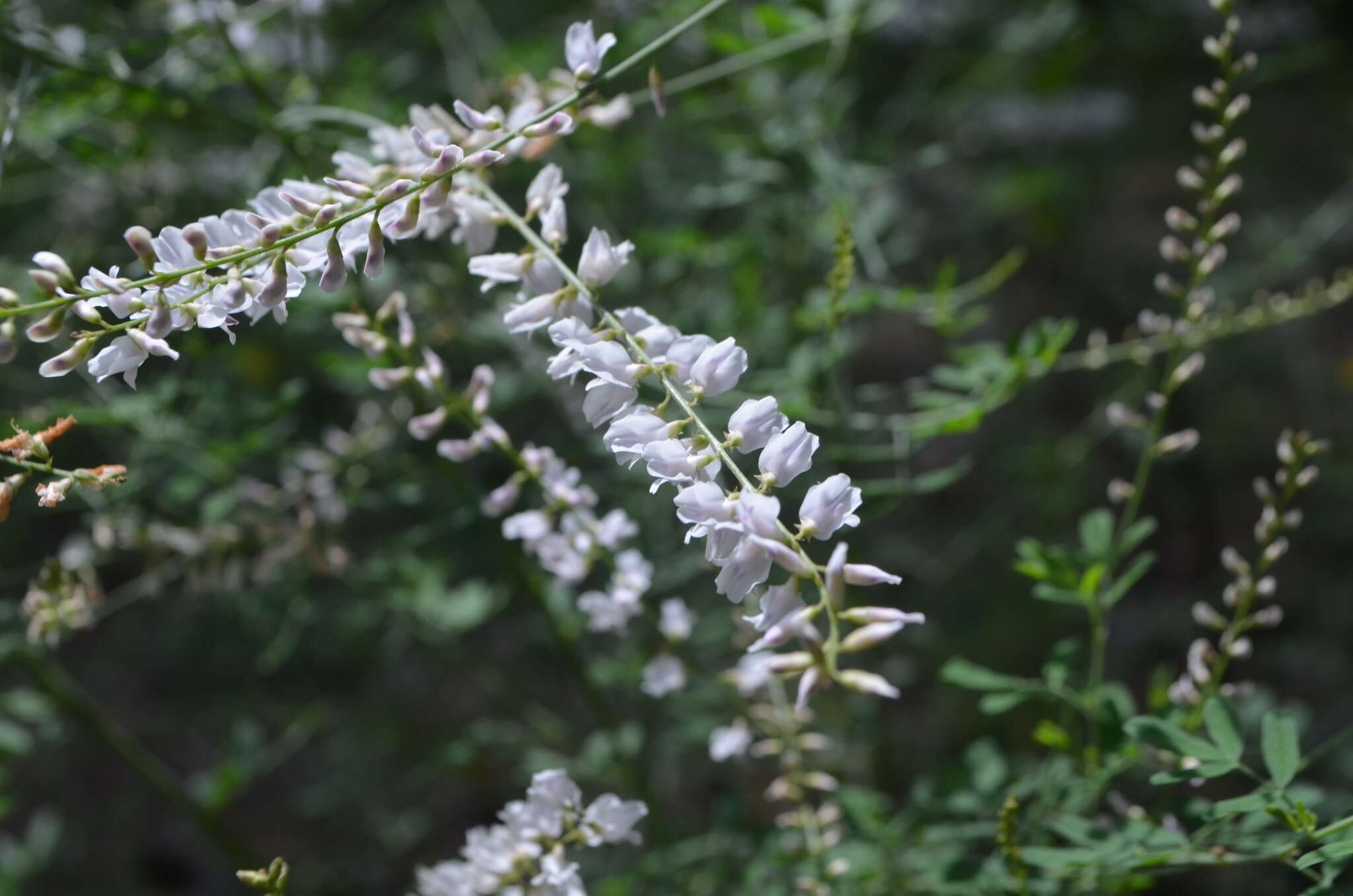 Image of Astragalus melilotoides Pall.