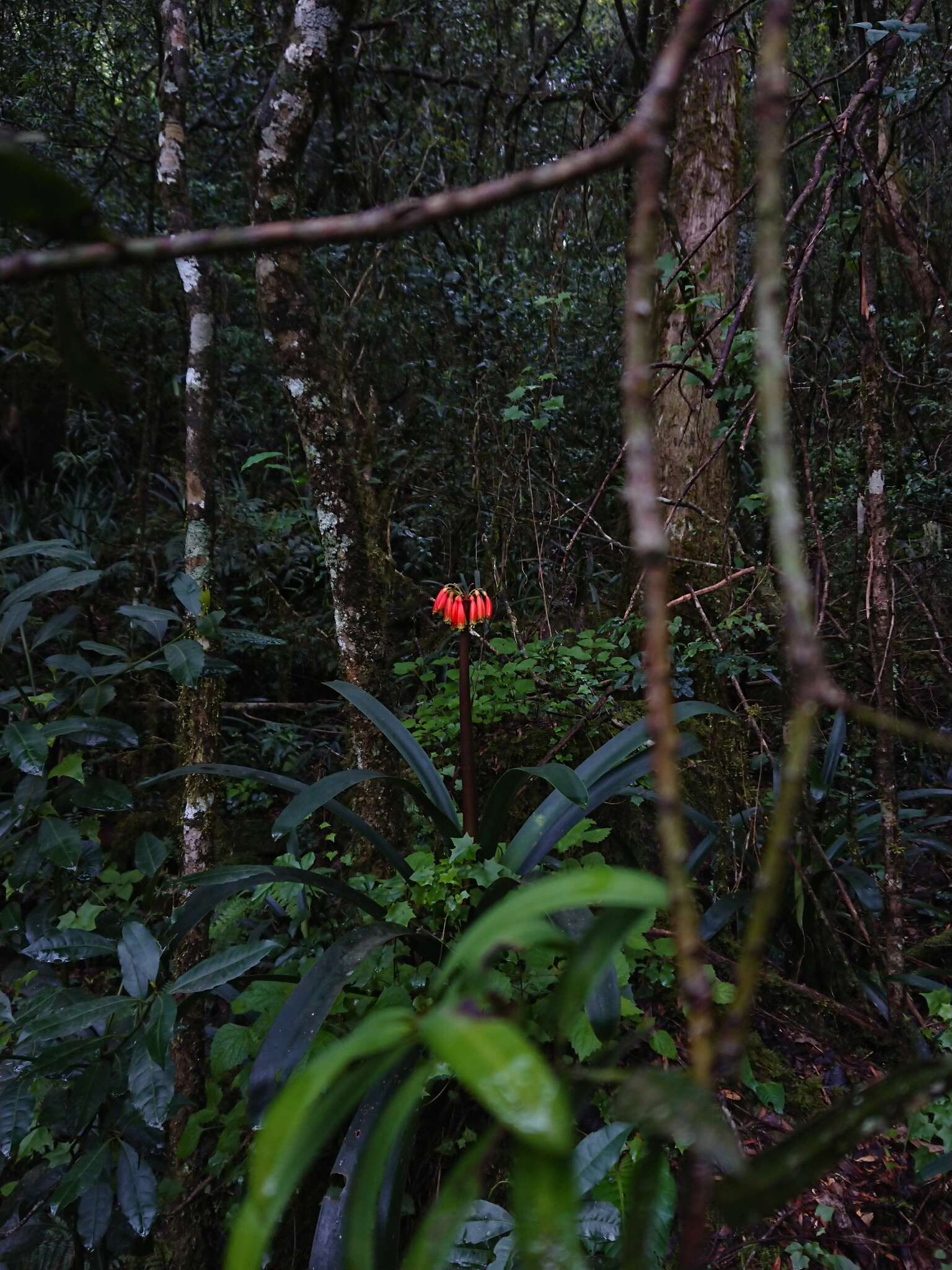 Слика од Clivia caulescens R. A. Dyer