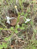 Imagem de Chascanum hederaceum var. natalense (H. Pearson) Moldenke