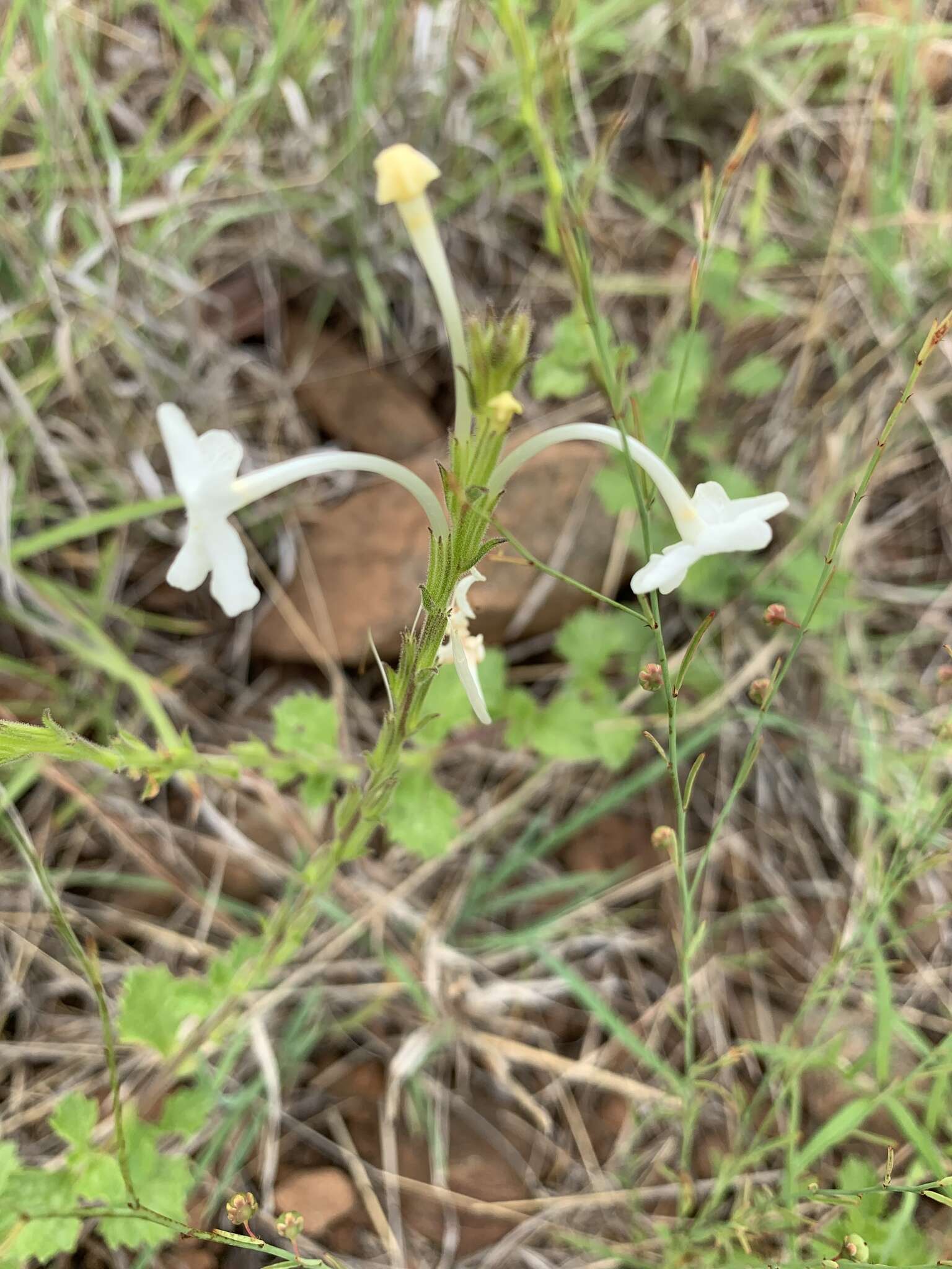 Plancia ëd Chascanum hederaceum var. natalense (H. Pearson) Moldenke