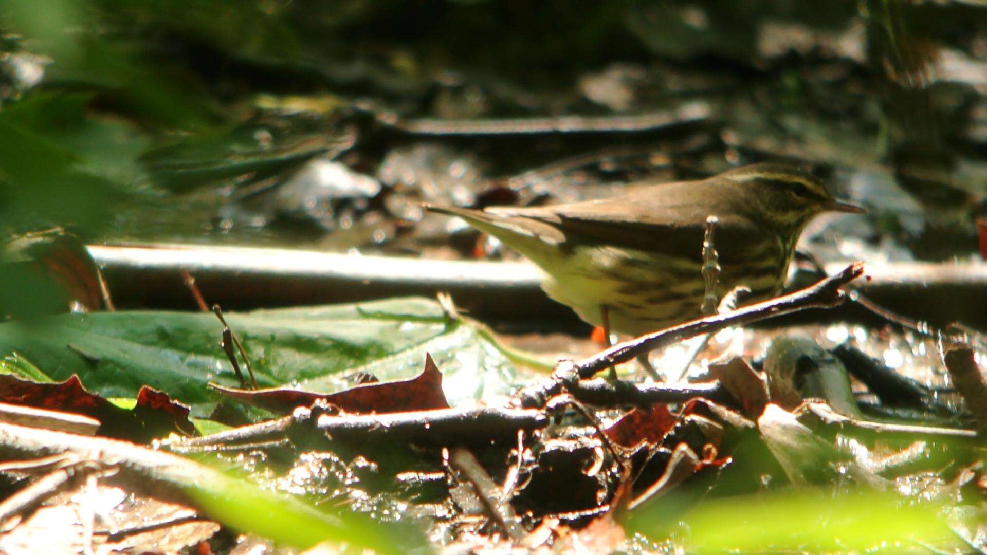 Image of Northern Waterthrush