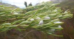 Plancia ëd Leucadendron ericifolium R. Br.