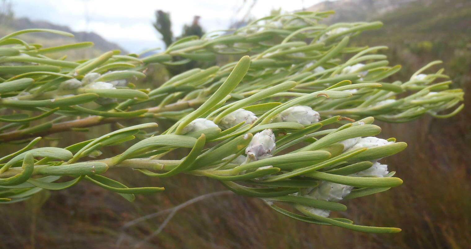 Plancia ëd Leucadendron ericifolium R. Br.