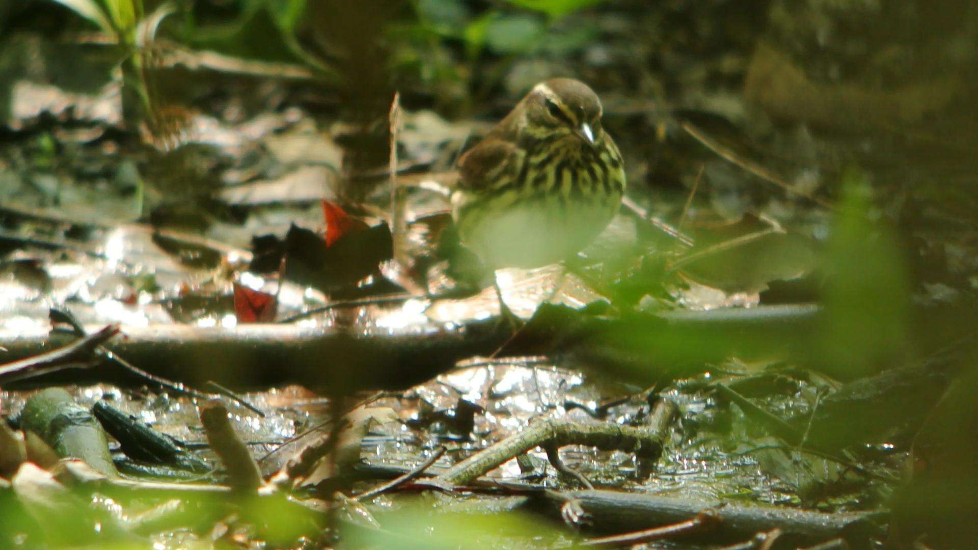 Image of Northern Waterthrush