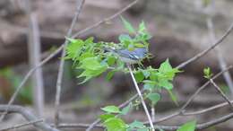 Image of Northern Parula