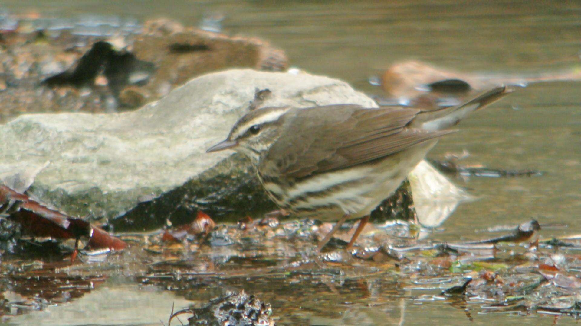 Image of Northern Waterthrush