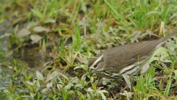 Image of Northern Waterthrush