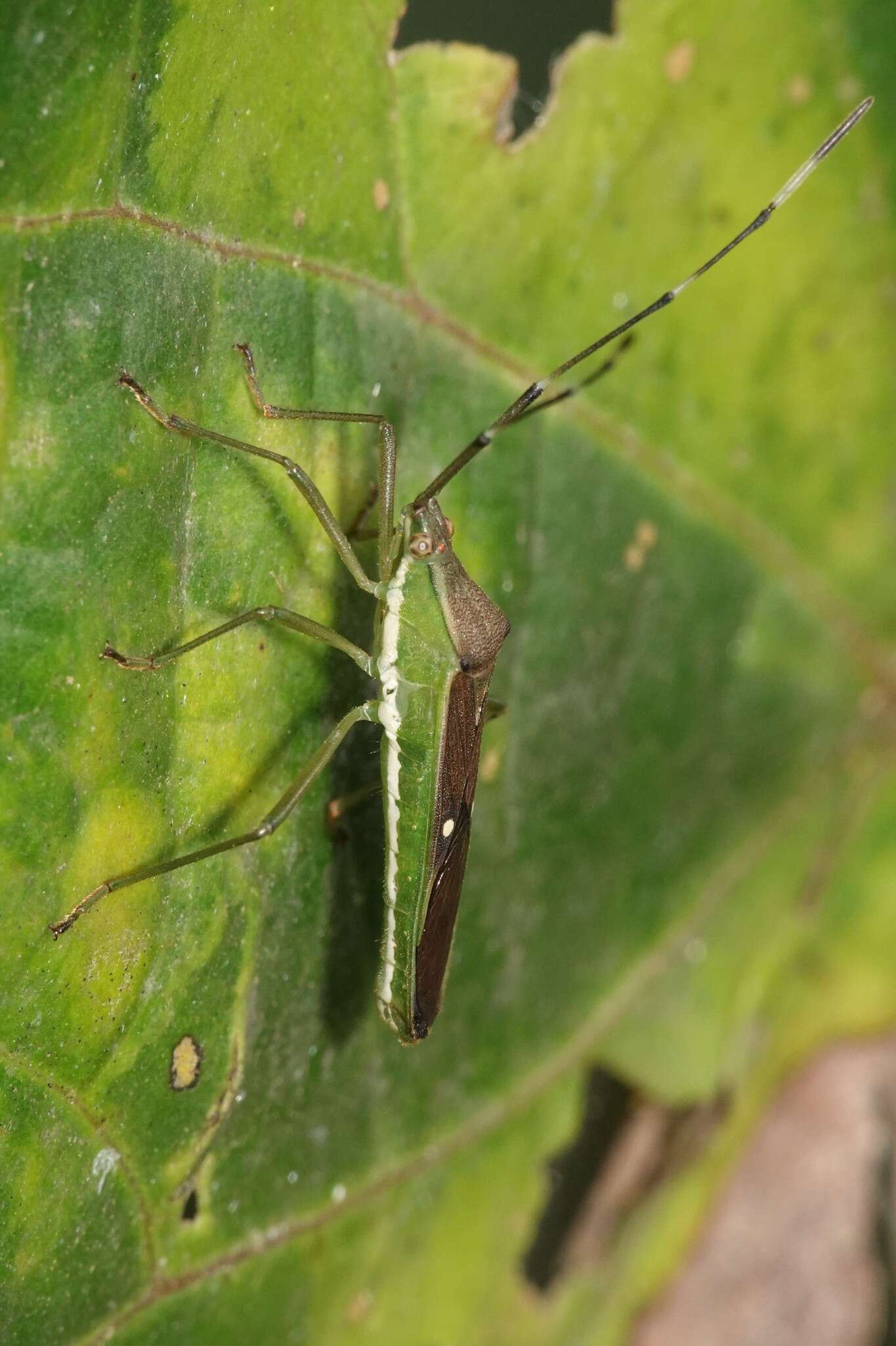 Image of Homoeocerus (Tliponius) punctum Dallas 1852