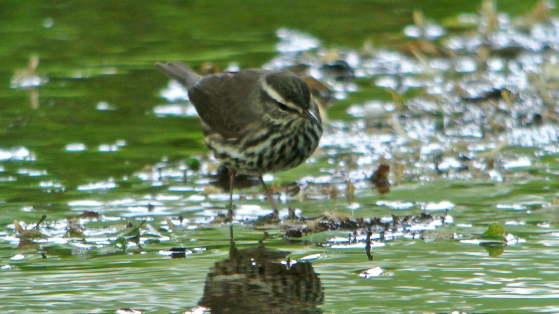 Image of Northern Waterthrush