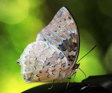 Image of Charaxes durnfordi Distant 1884