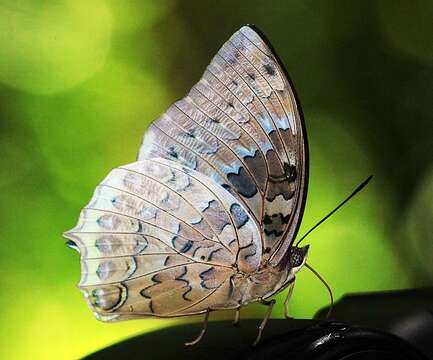 Charaxes durnfordi Distant 1884 resmi