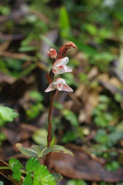 Image of Goodyera similis Blume